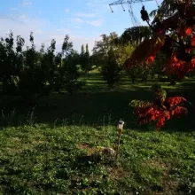 automne antre des vices